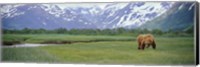 Framed Grizzly bear grazing in a field, Kukak Bay, Katmai National Park, Alaska