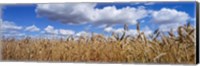 Framed Wheat crop growing in a field, near Edmonton, Alberta, Canada