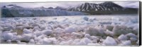 Framed Ice floes in the sea with a glacier in the background, Norway