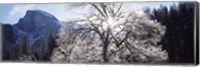 Framed Low angle view of a snow covered oak tree, Yosemite National Park, California, USA