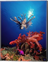 Framed Lionfish (Pteropterus radiata) and Squarespot anthias (Pseudanthias pleurotaenia) with soft corals in the ocean