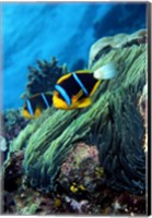 Framed Allard's anemonefish (Amphiprion allardi) in the ocean