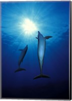 Framed Bottle-Nosed dolphins (Tursiops truncatus) in the sea