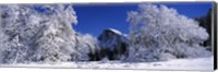 Framed Half Dome, Yosemite National Park, Mariposa County, California