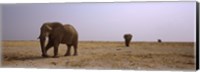 Framed Three African elephants (Loxodonta africana) bulls approaching a waterhole, Etosha National Park, Kunene Region, Namibia