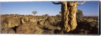 Framed Quiver tree (Aloe dichotoma) growing in a desert, Namibia