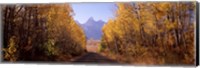 Framed Road passing through a forest, Grand Teton National Park, Teton County, Wyoming, USA