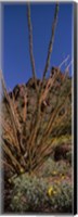 Framed Plants on a landscape, Organ Pipe Cactus National Monument, Arizona (vertical)