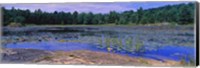 Framed Pond in a national park, Bubble Pond, Acadia National Park, Mount Desert Island, Hancock County, Maine, USA