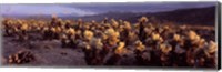 Framed Cholla Cactus in a desert, California, USA