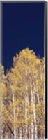 Framed Low angle view of Aspen trees, Colorado, USA