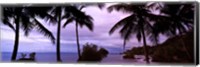 Framed Palm trees on the coast, Colombia (purple sky with clouds)