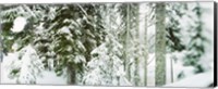Framed Snow covered evergreen trees at Stevens Pass, Washington State