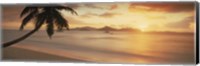 Framed Silhouette of a palm tree on the beach at sunset, La Digue Island, Praslin Island, Seychelles