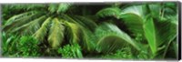 Framed Palm fronds and green vegetation, Seychelles