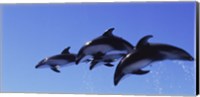 Framed Four Bottle-nosed dolphins (Tursiops truncatus) in flight