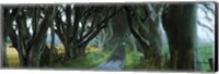 Framed Road at the Dark Hedges, Armoy, County Antrim, Northern Ireland
