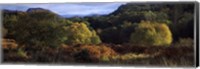 Framed Trees on a mountain, Glen Carron, Highlands Region, Inverness-Shire, Scotland