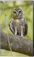 Framed Close-up of White-Browed Hawk Owl (Ninox superciliaris), Madagascar