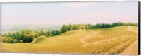 Framed Vineyards in spring, Napa Valley, California