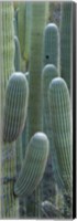 Framed Saguaro cacti, Oro Valley, Arizona, USA