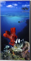 Framed Underwater view of sea anemone and Humbug fish and Pufferfish with a scuba diver