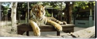 Framed Tiger (Panthera tigris) in a tiger reserve, Tiger Kingdom, Chiang Mai, Thailand