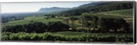 Framed Vineyard with mountains, Constantiaberg, Constantia, Cape Winelands, Cape Town, Western Cape Province, South Africa