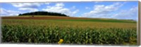 Framed Field Of Corn With Tractor In Distance, Carroll County, Maryland, USA