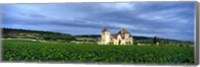 Framed Grand Cru Vineyard, Burgundy, France