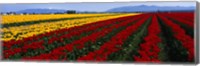 Framed Tulip Field, Mount Vernon, Washington State, USA