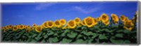 Framed Field Of Sunflowers, Bogue, Kansas, USA