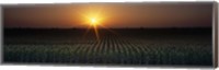 Framed Sunrise, Crops, Farm, Sacramento, California, USA