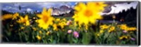 Framed Daisies, Flowers, Field, Mountain Landscape, Snowy Mountain Range, Wyoming, USA, United States