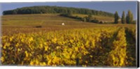 Framed Vineyard on a landscape, Bourgogne, France