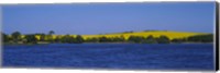 Framed Lake in front of a rape field, Holstein, Schleswig-Holstein, Germany