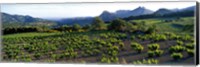 Framed Vineyard Dentelles de Montmirail Vaucluse Provence France