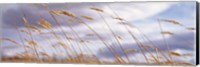 Framed Wheat Stalks Blowing, Crops, Field, Open Space