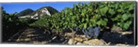 Framed Cote Du Rhone Vineyard, Provence, France