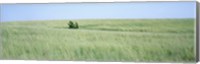 Framed Grass on a field, Prairie Grass, Iowa, USA