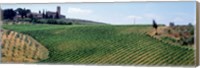 Framed Vineyards and Olive Grove outside San Gimignano Tuscany Italy