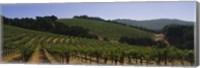 Framed Vineyard on a landscape, Napa Valley, California, USA