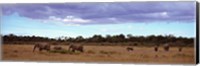 Framed Africa, Kenya, Masai Mara National Reserve, Elephants in national park