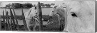 Framed Horses, Camargue, France