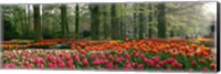 Framed Keukenhof Garden, Lisse, The Netherlands