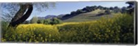 Framed Mustard Flowers Blooming In A Field, Napa Valley, California