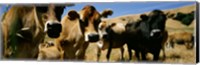 Framed Close Up Of Cows, California, USA
