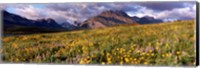 Framed Flowers in a field, Glacier National Park, Montana, USA