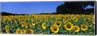 Framed Sunflowers In A Field, Provence, France