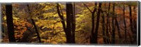 Framed Mid Section View Of Trees, Littlebeck, North Yorkshire, England, United Kingdom